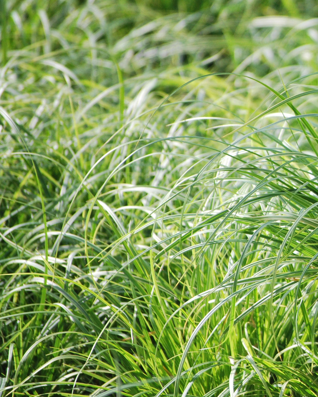 Carex oshimensis 'Evergold' (Variegated Japanese Sedge)