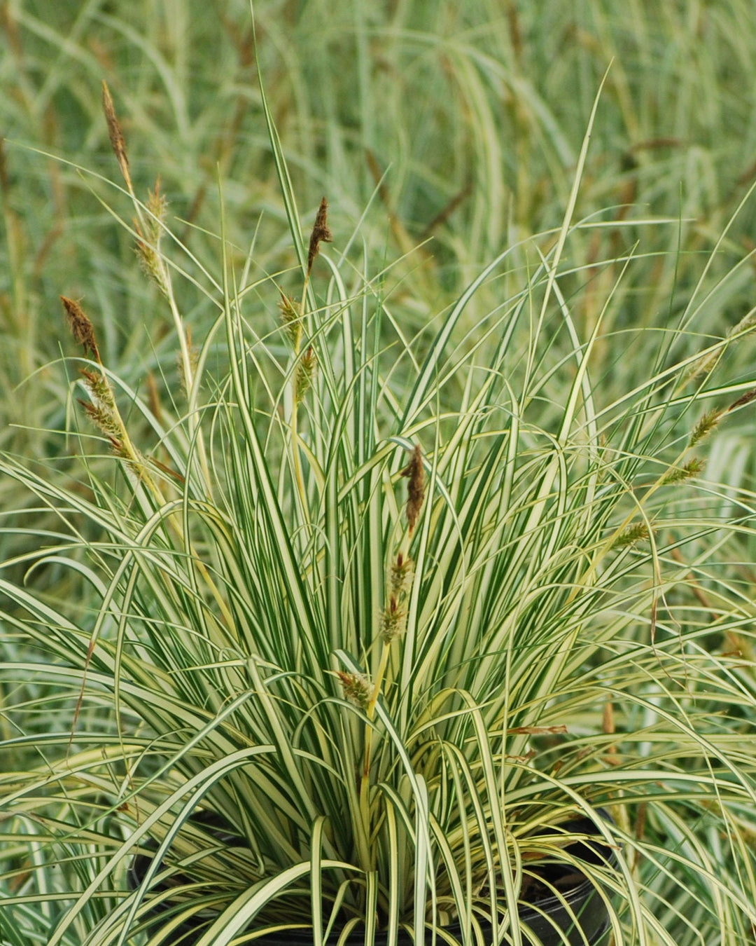 Carex oshimensis 'Evergold' (Variegated Japanese Sedge)