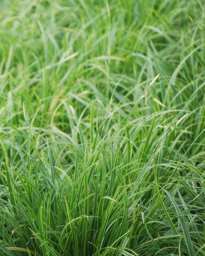 Carex oshimensis 'Evergold' (Variegated Japanese Sedge)