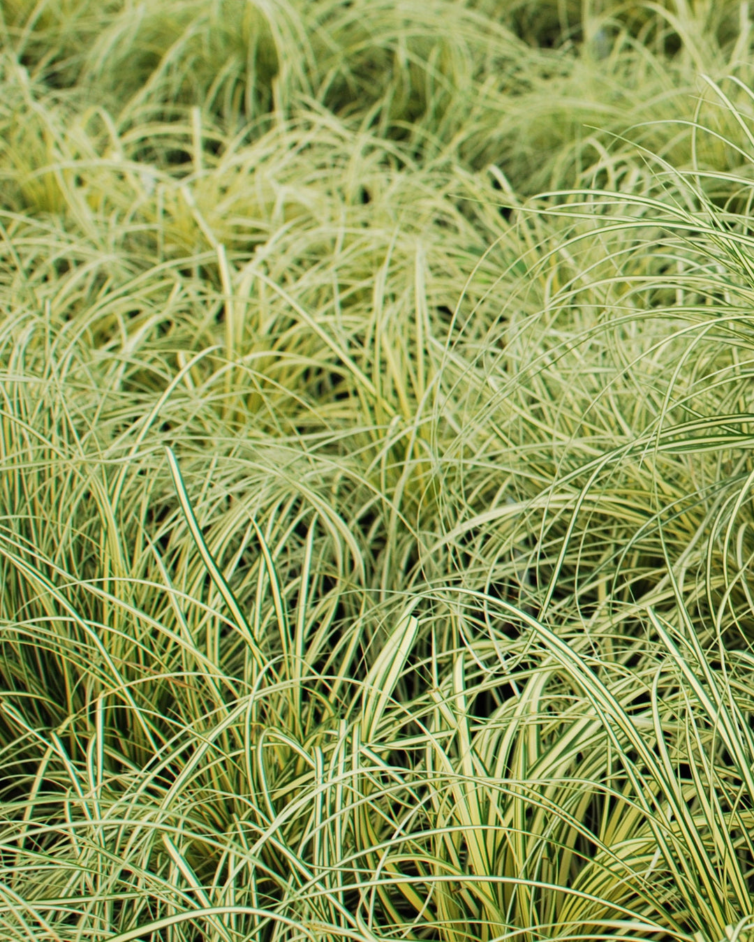 Carex oshimensis 'Evergold' (Variegated Japanese Sedge)