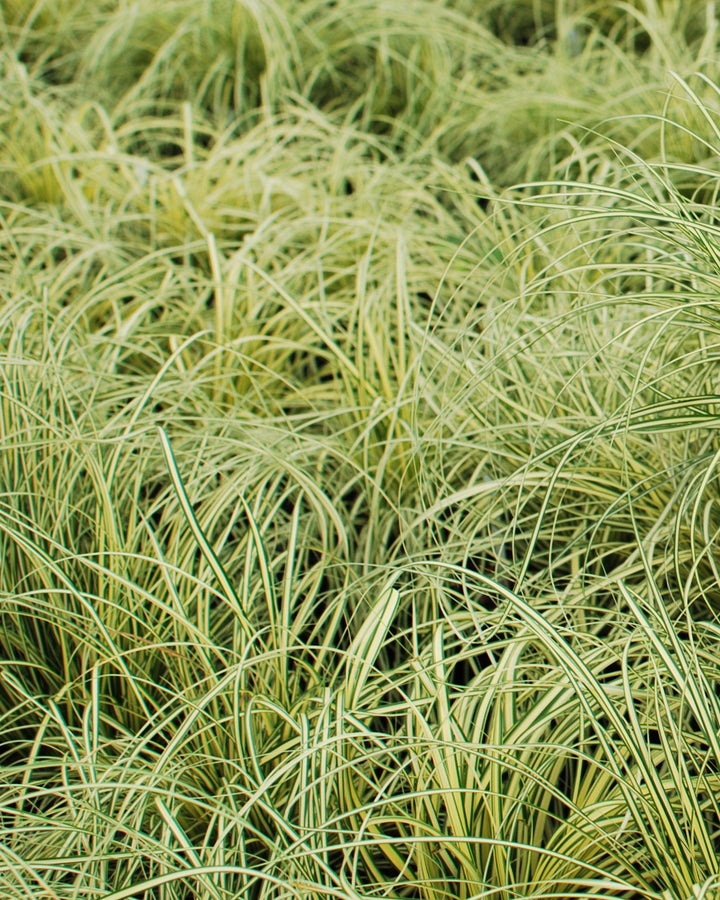 Carex oshimensis 'Evergold' (Variegated Japanese Sedge)