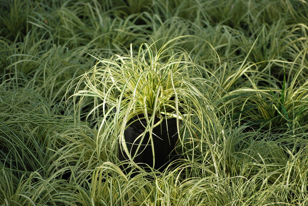 Carex oshimensis 'Evergold' (Variegated Japanese Sedge)