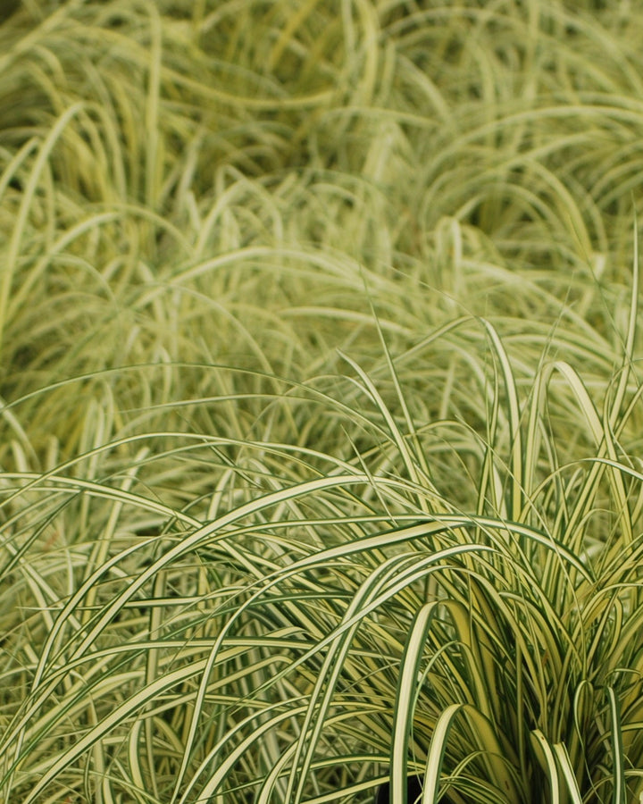 Carex oshimensis 'Evergold' (Variegated Japanese Sedge)