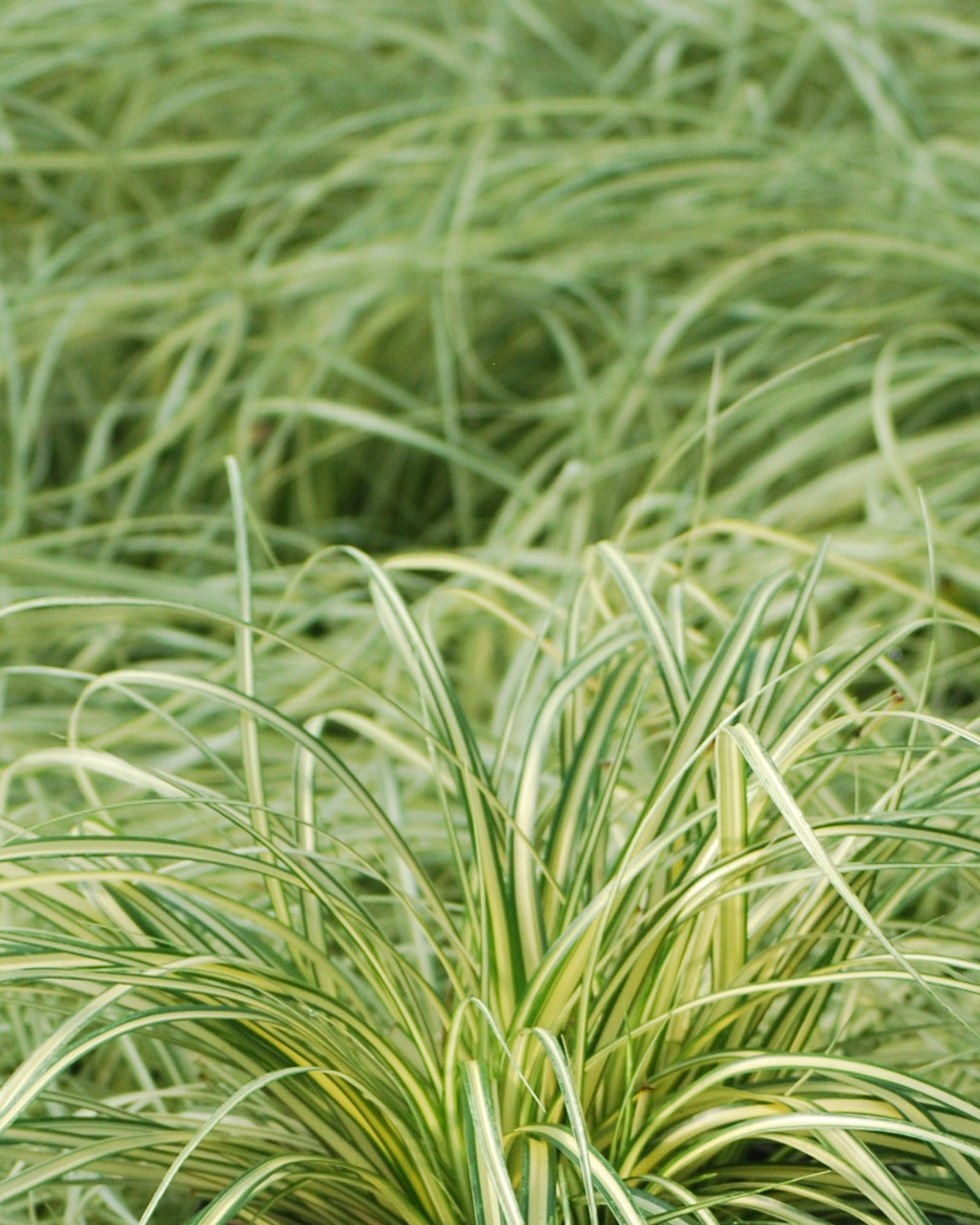 Carex oshimensis 'Evergold' (Variegated Japanese Sedge)