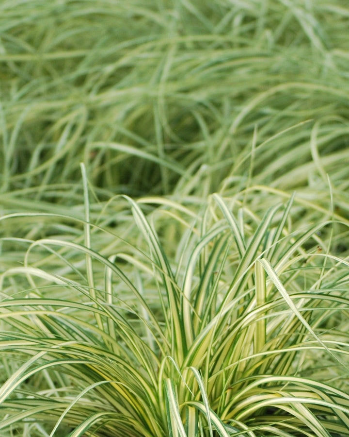 Carex oshimensis 'Evergold' (Variegated Japanese Sedge)