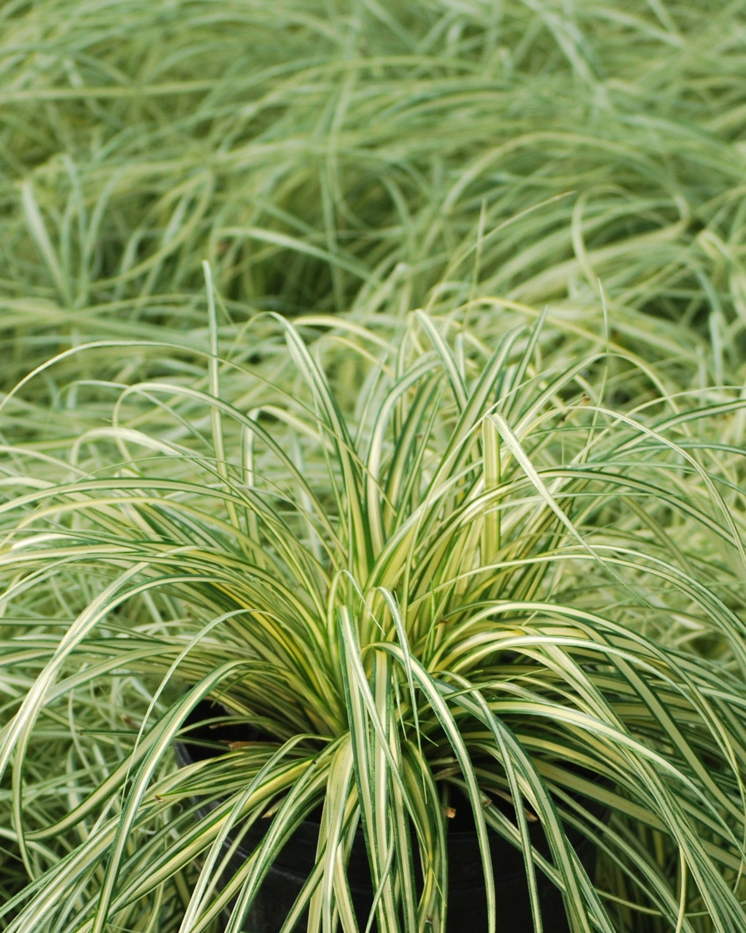 Carex oshimensis 'Evergold' (Variegated Japanese Sedge