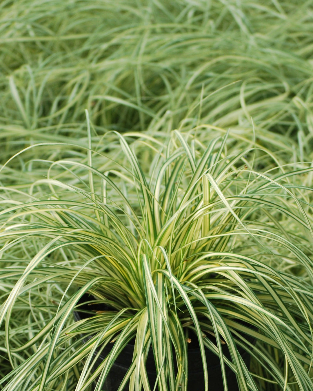 Carex oshimensis 'Evergold' (Variegated Japanese Sedge)