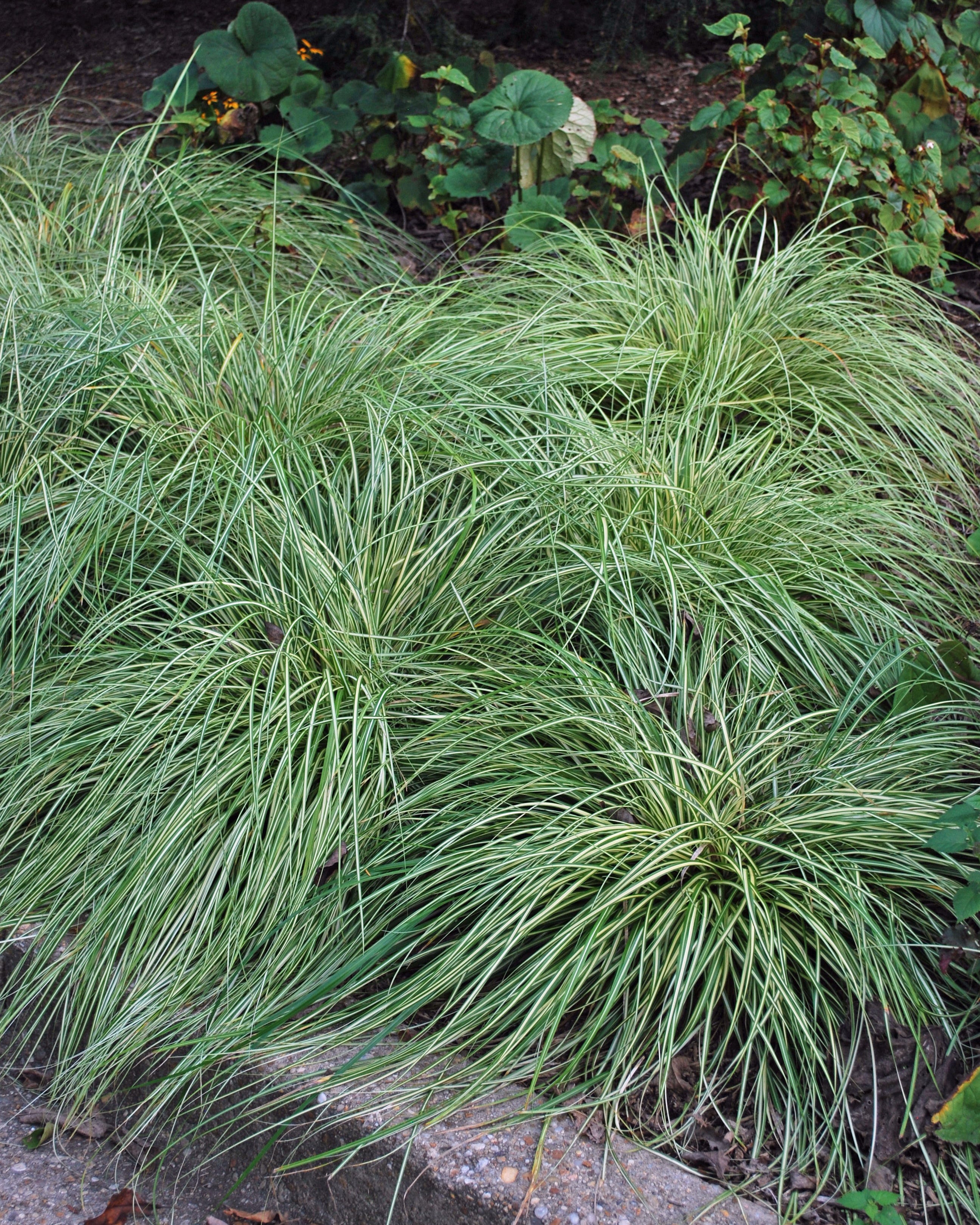 Carex oshimensis 'Evergold' (Variegated Japanese Sedge