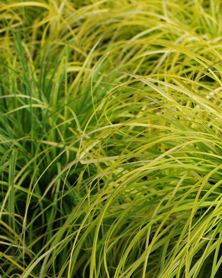 Carex oshimensis Evercolor® Everillo (Variegated Japanese Sedge)