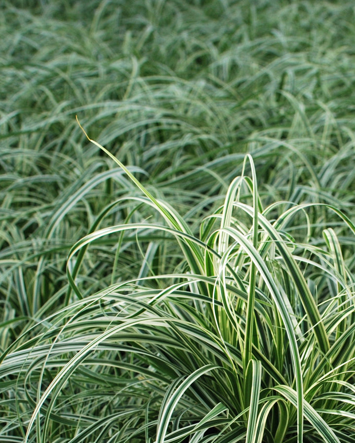 Carex x oshimensis 'Feather Falls' (Variegated Sedge)