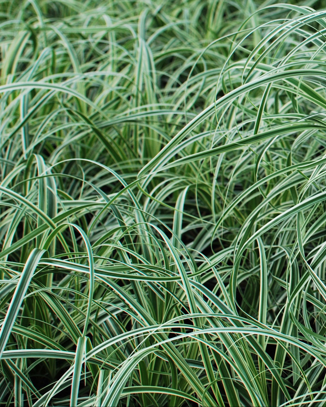 Carex x oshimensis 'Feather Falls' (Variegated Sedge)
