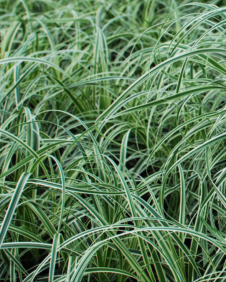 Carex x oshimensis 'Feather Falls' (Variegated Sedge)