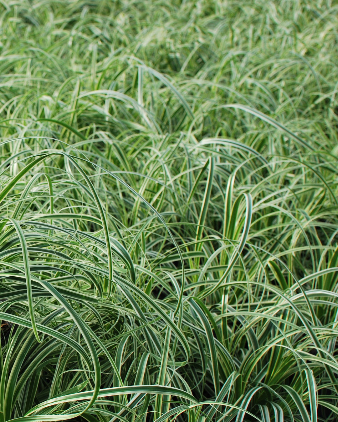 Carex x oshimensis 'Feather Falls' (Variegated Sedge)