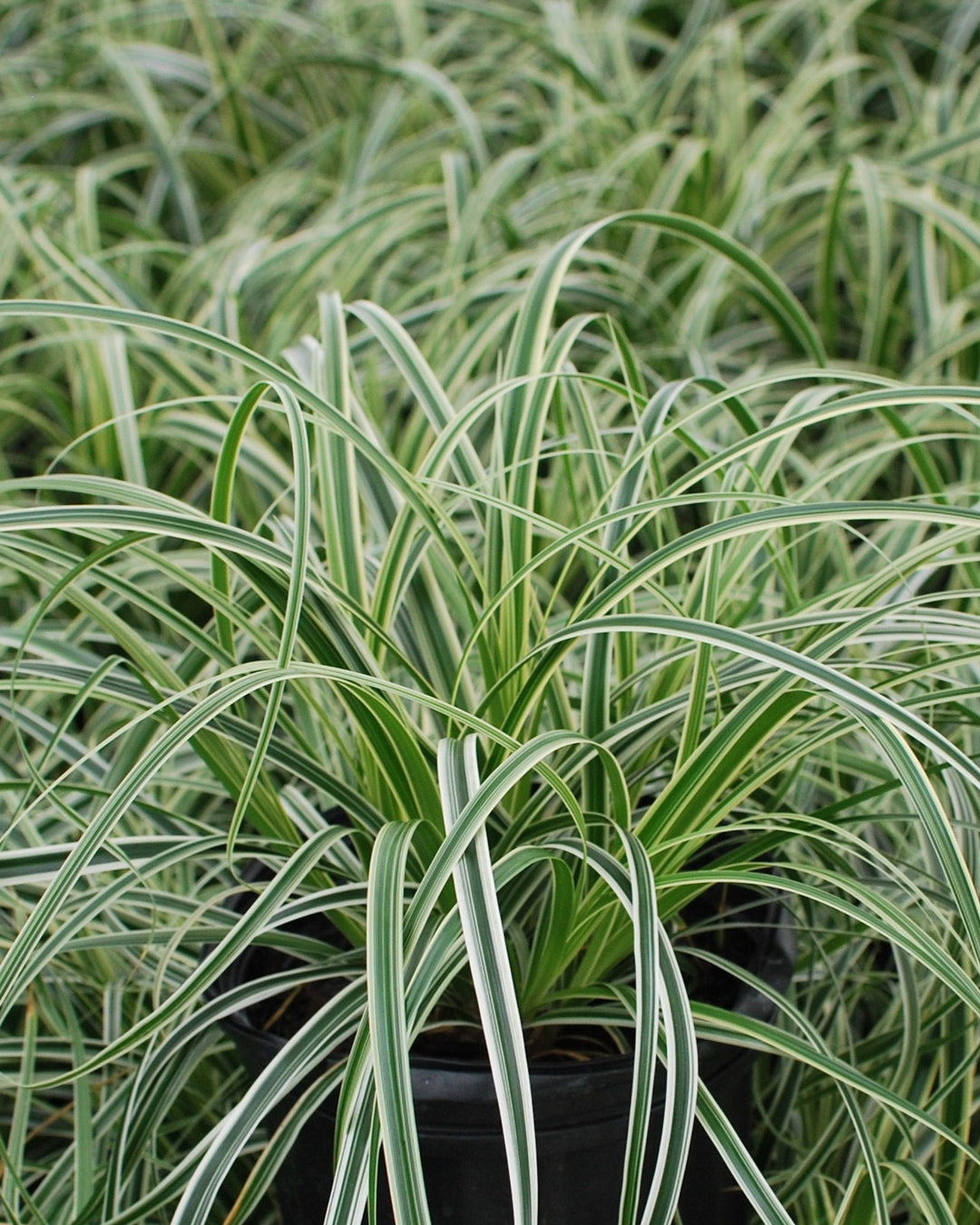 Carex x oshimensis 'Feather Falls' (Variegated Sedge)