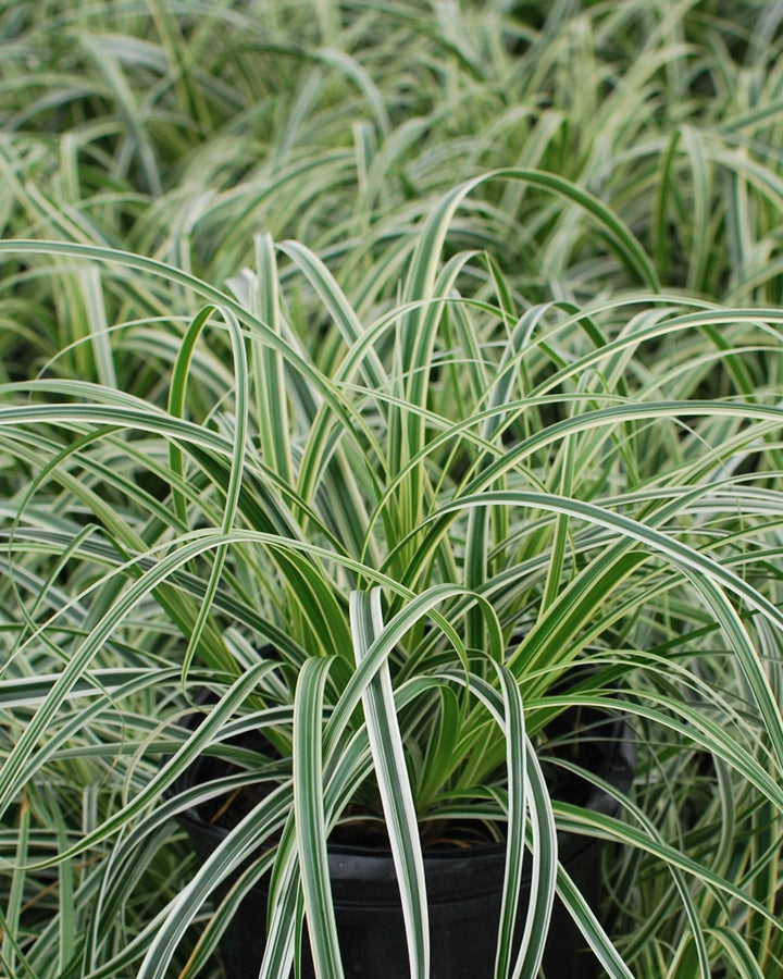 Carex x oshimensis 'Feather Falls' (Variegated Sedge)