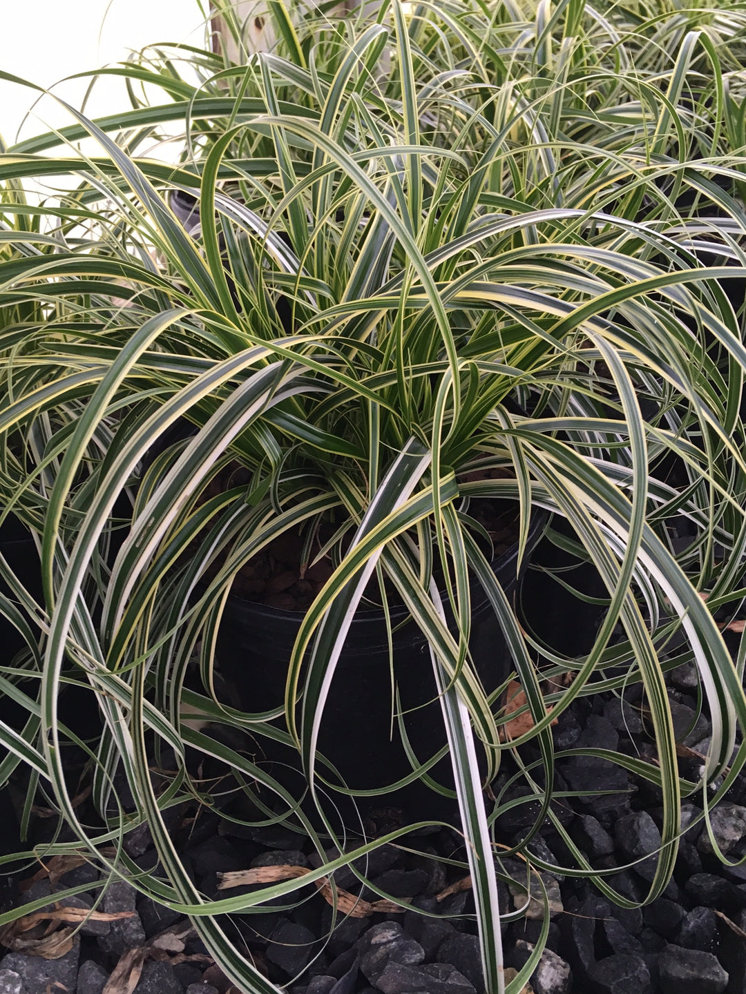 Carex x oshimensis 'Feather Falls' (Variegated Sedge)