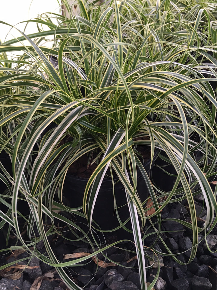 Carex x oshimensis 'Feather Falls' (Variegated Sedge)