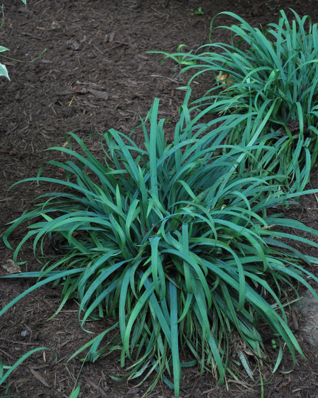 Carex laxiculmus Bunny Blue® 'Hobb' (Bunny Blue Sedge)