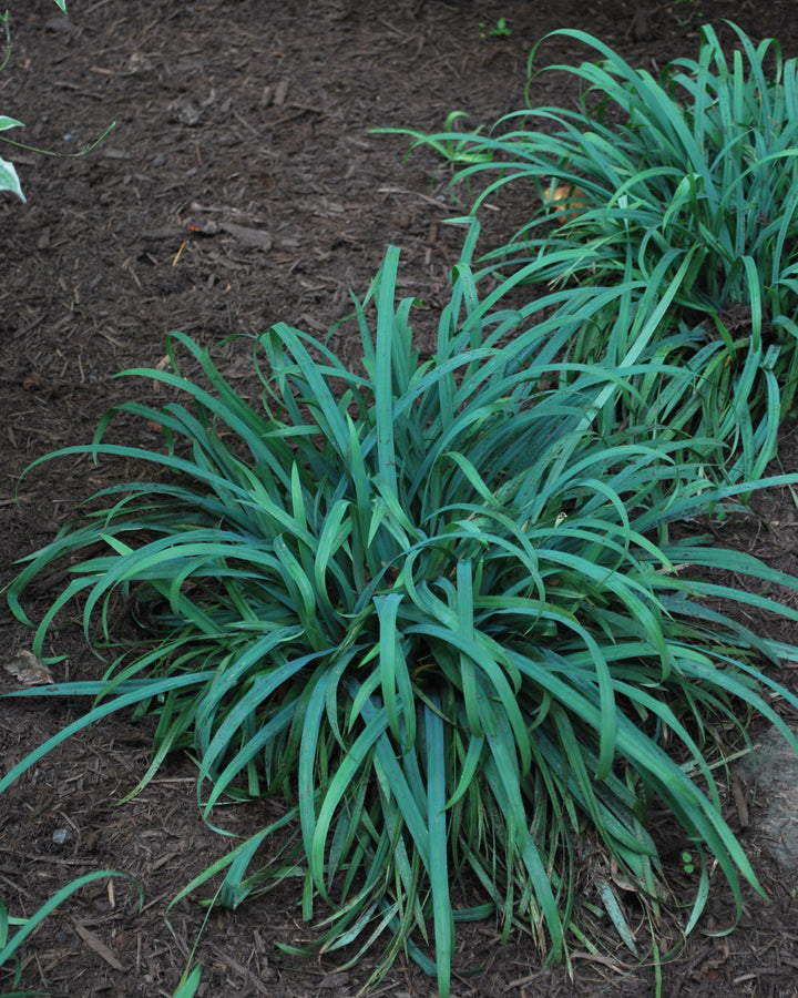 Carex laxiculmus Bunny Blue® 'Hobb' (Bunny Blue Sedge)