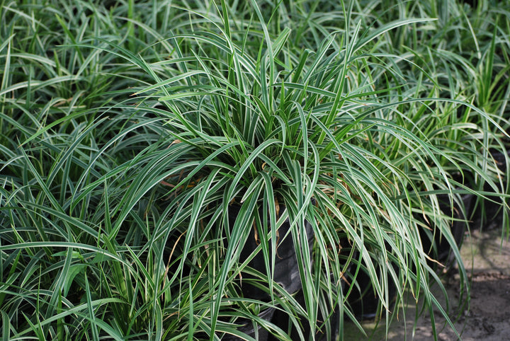 Carex morrowii 'Ice Dance' (Silver Variegated Sedge)