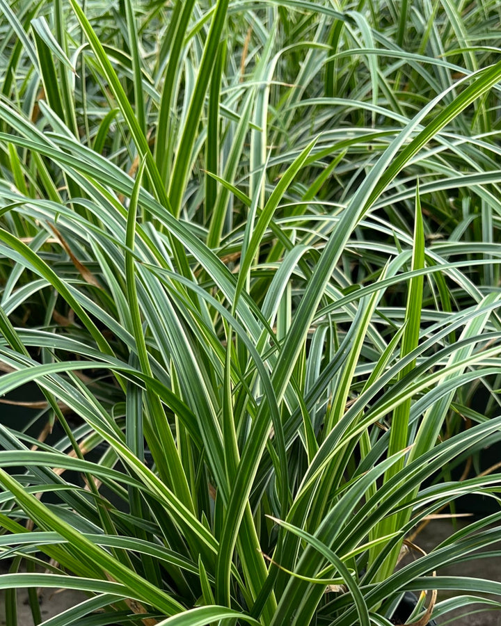 Carex morrowii 'Ice Dance' (Silver Variegated Sedge)