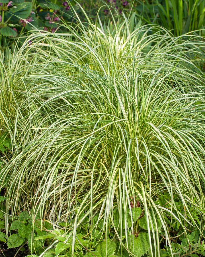 Carex o. 'Moon Falls' (Variegated Sedge)