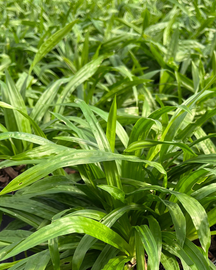 Carex plantaginea (Seersucker Sedge / Plantain-leaf Sedge)