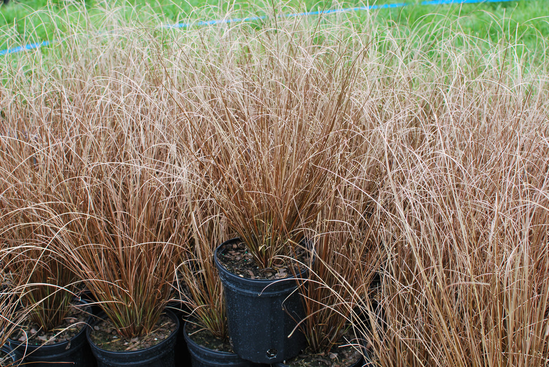 Carex buchananii 'Red Rooster' (ColorGrass® Leather Leaf Sedge)