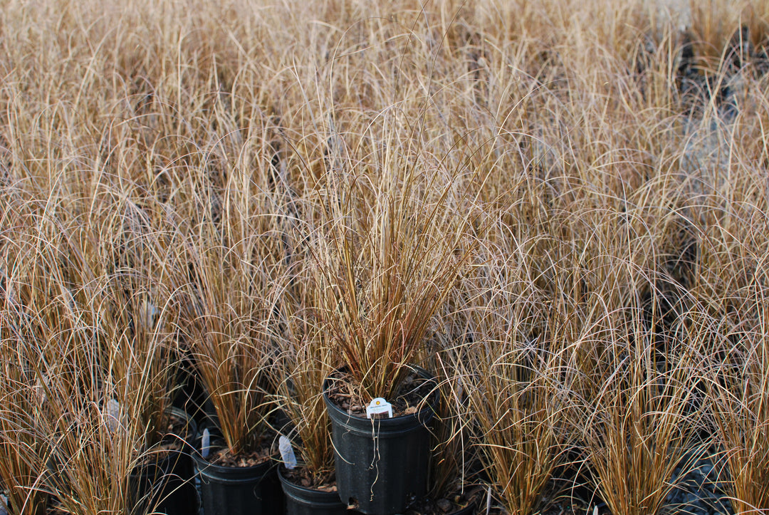 Carex buchananii 'Red Rooster' (ColorGrass® Leather Leaf Sedge)