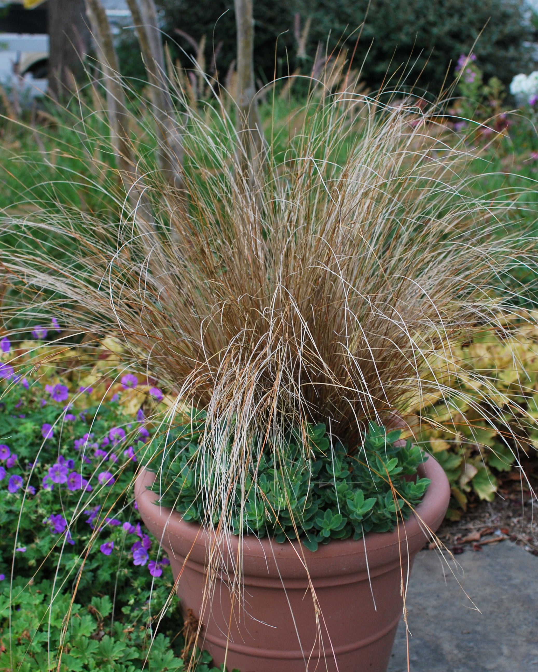 Carex buchananii 'Red Rooster' (ColorGrass® Leather Leaf Sedge
