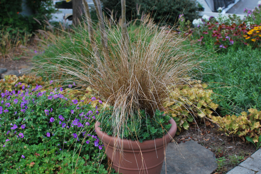Carex buchananii 'Red Rooster' (ColorGrass® Leather Leaf Sedge)
