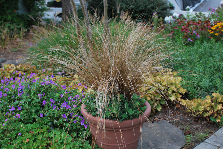 Carex buchananii 'Red Rooster' (ColorGrass® Leather Leaf Sedge)