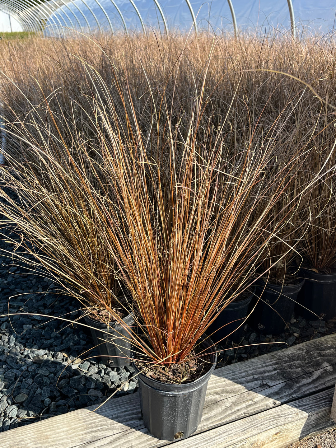 Bronze Carex