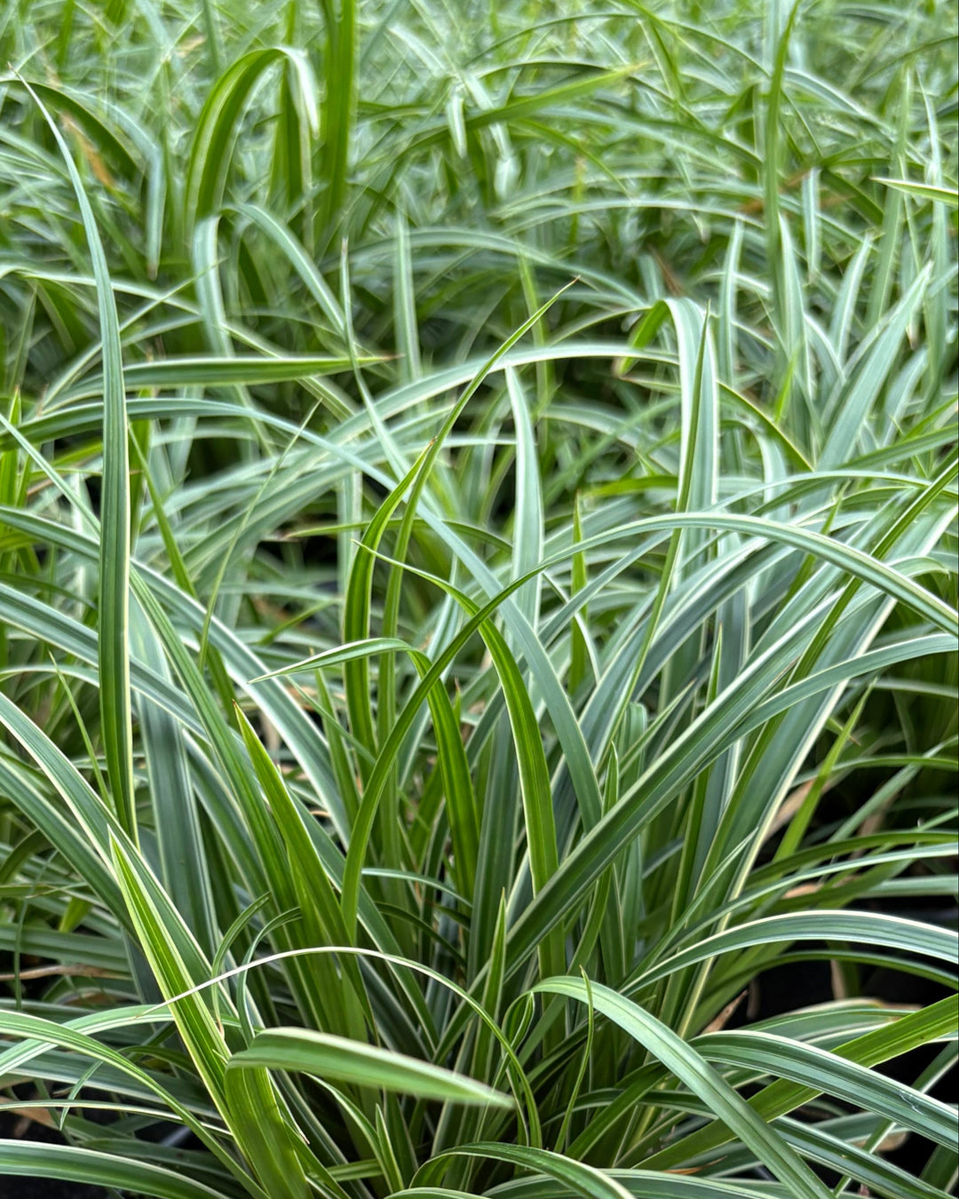 Carex morrowii 'Ice Dance' (Silver Variegated Sedge)