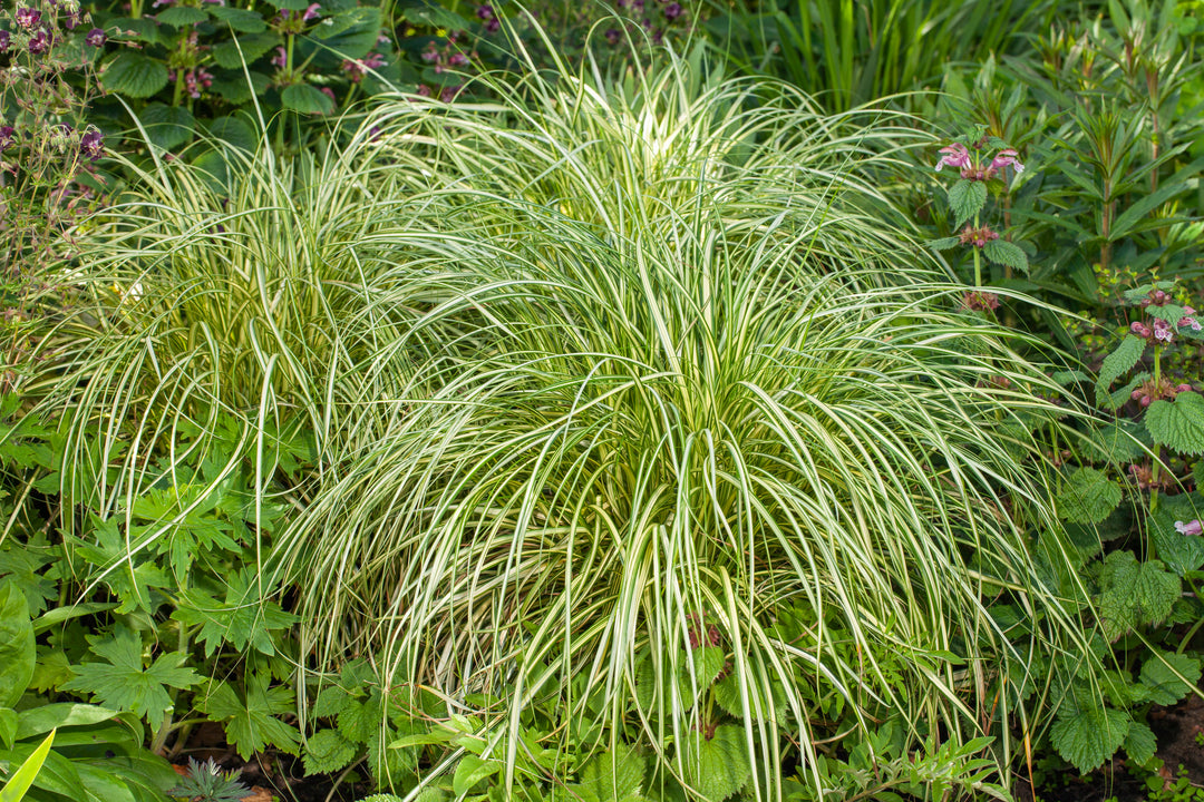Carex o. 'Moon Falls' (Variegated Sedge)
