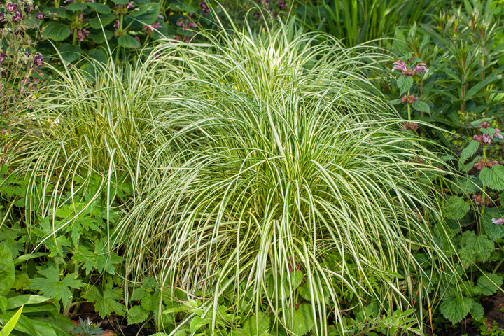 Carex o. 'Moon Falls' (Variegated Sedge)