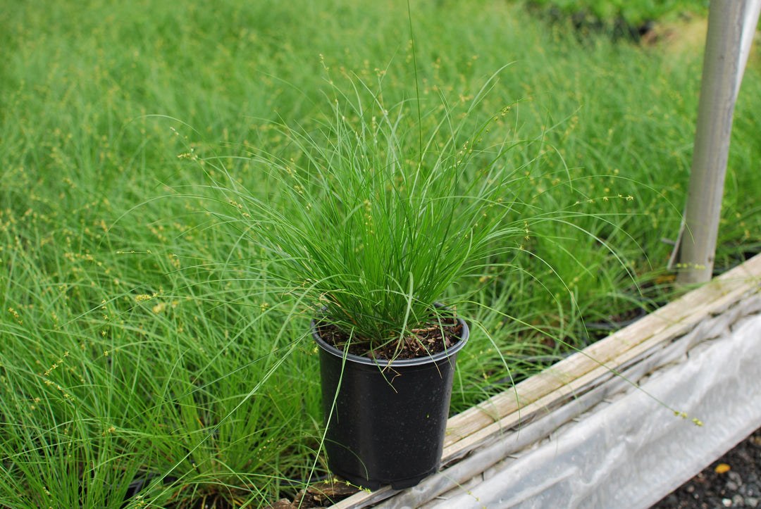 Carex appalachica (Appalachian Sedge)