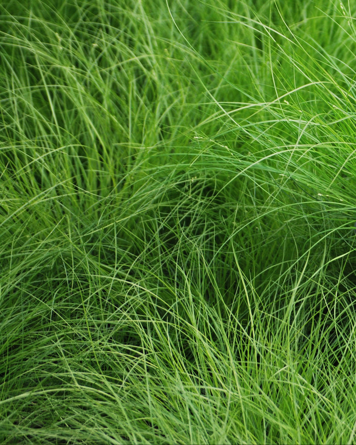 Carex appalachica (Appalachian Sedge)