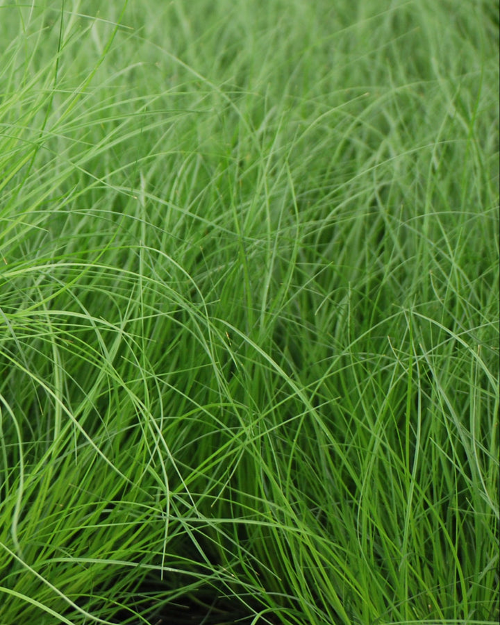 Carex appalachica (Appalachian Sedge)
