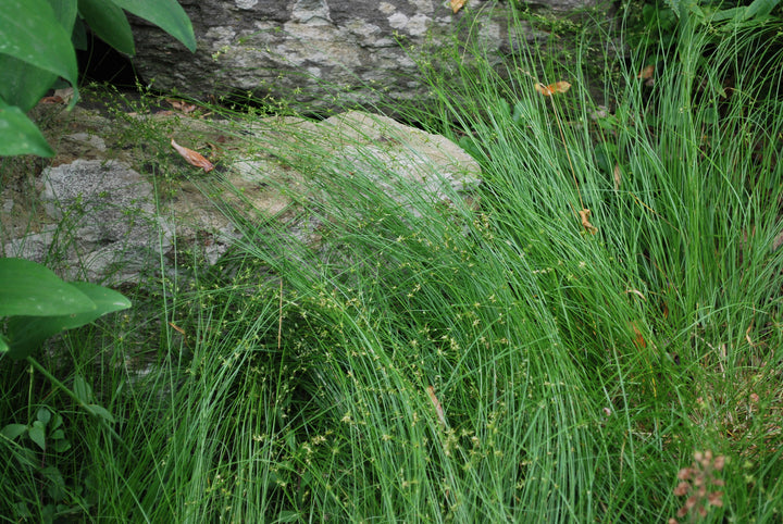 Carex appalachica (Appalachian Sedge)