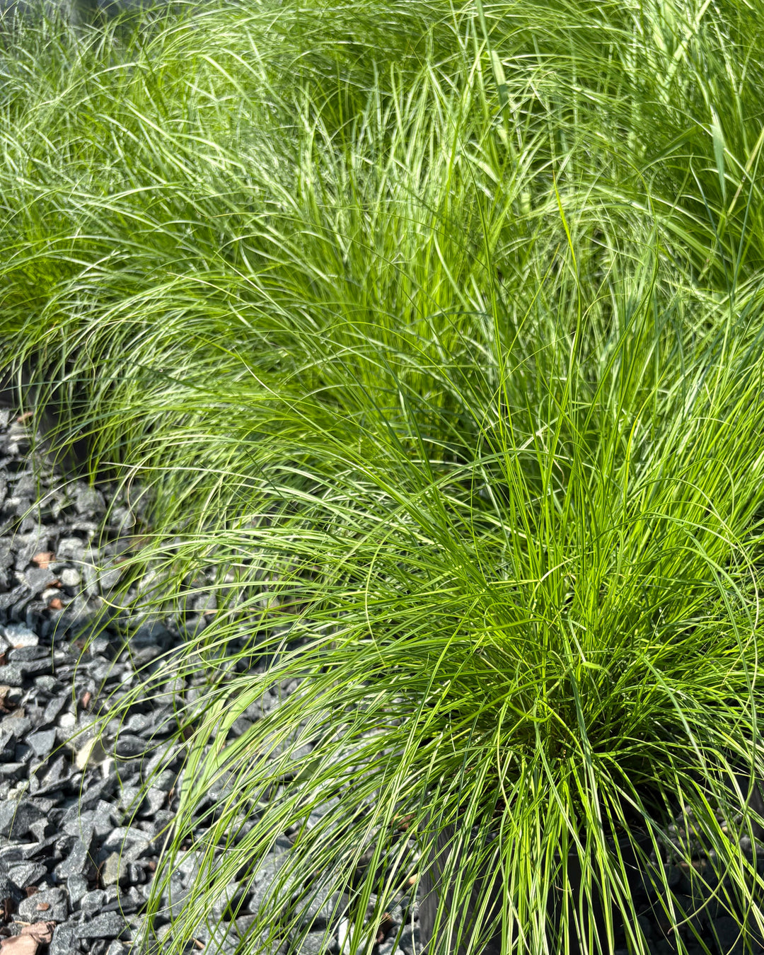 Carex appalachica (Appalachian Sedge)