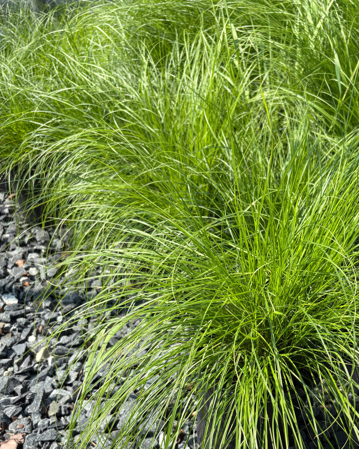 Carex appalachica (Appalachian Sedge)