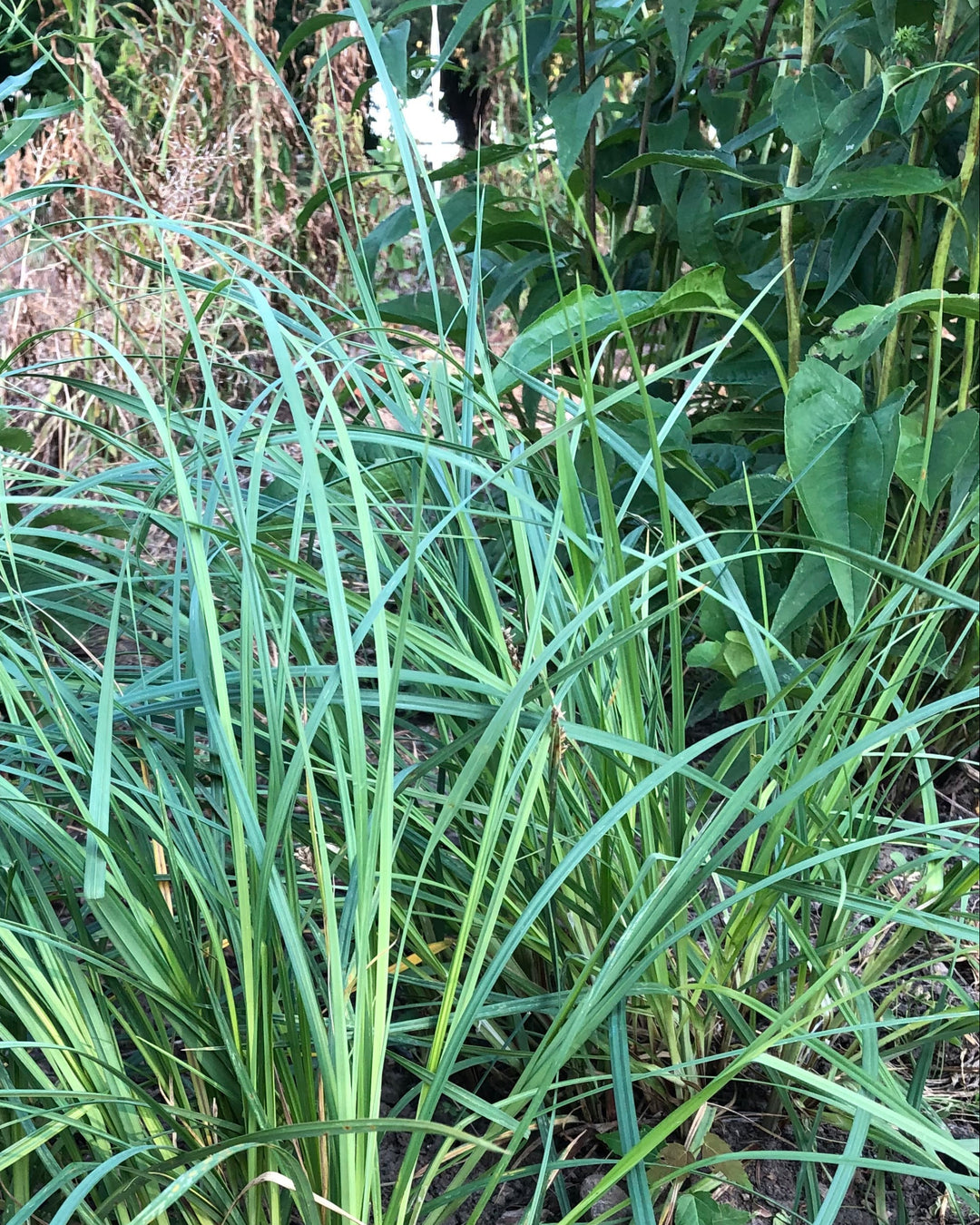 Carex meadii (Mead's Sedge)