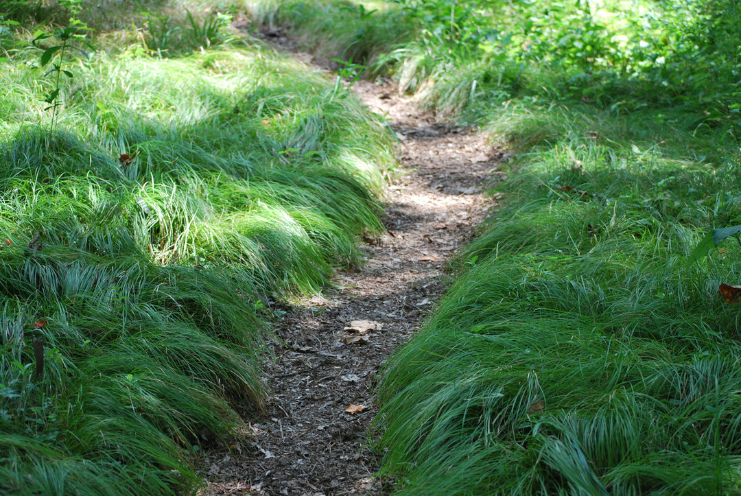 Carex pensylvanica (Pennsylvania Sedge)