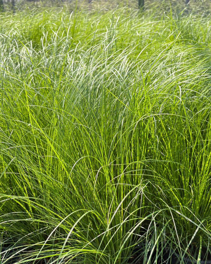 Carex vulpinoidea (Fox Sedge)
