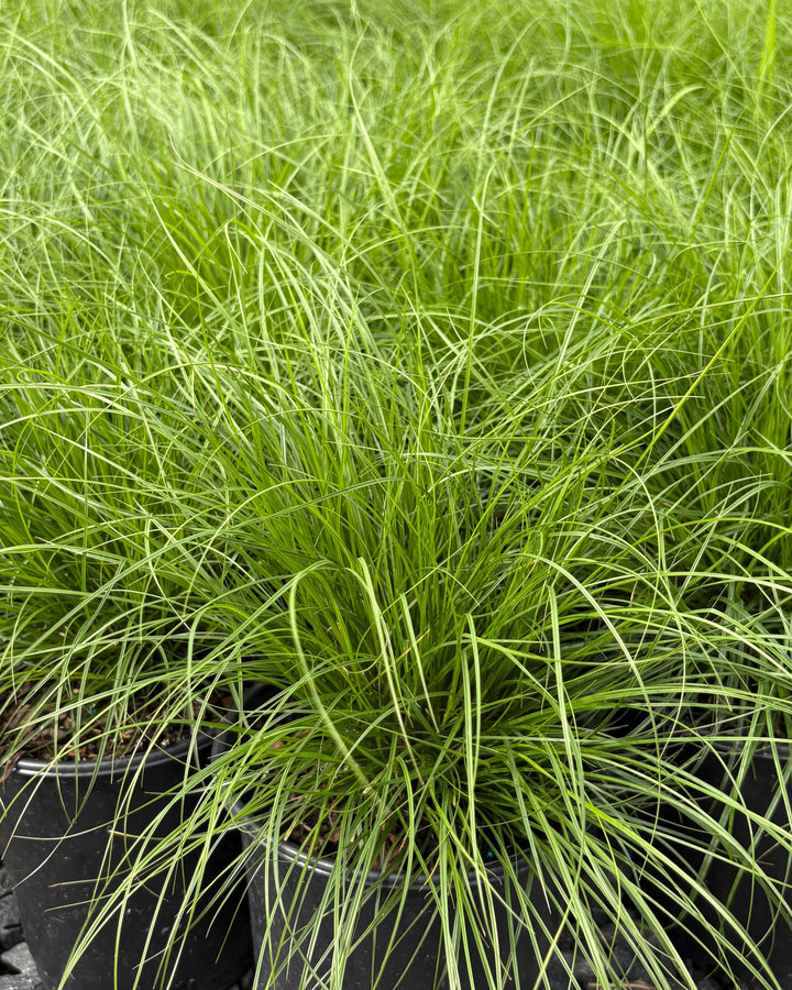 Carex vulpinoidea (Fox Sedge)