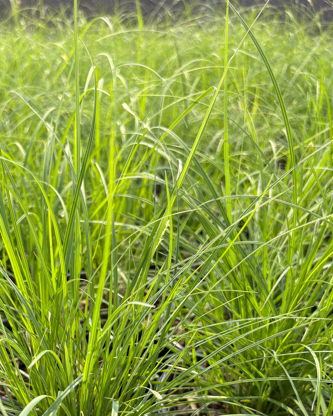 Carex woodii (Wood's Sedge)