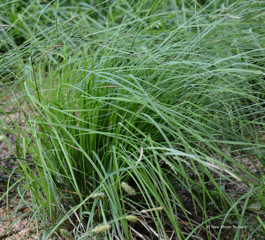 Carex woodii (Wood's Sedge)