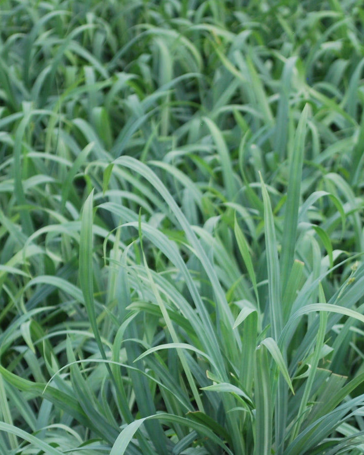 Carex laxiculmus Bunny Blue® 'Hobb' (Bunny Blue Sedge)