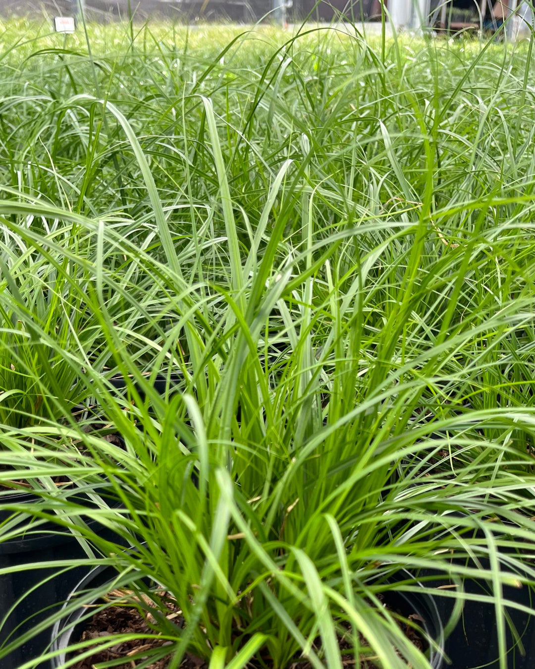 Carex cherokeensis (Cherokee Sedge)
